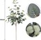 6pcs 25in Artificial Eucalyptus Stems for Weddings, Bouquets, and Home Decor